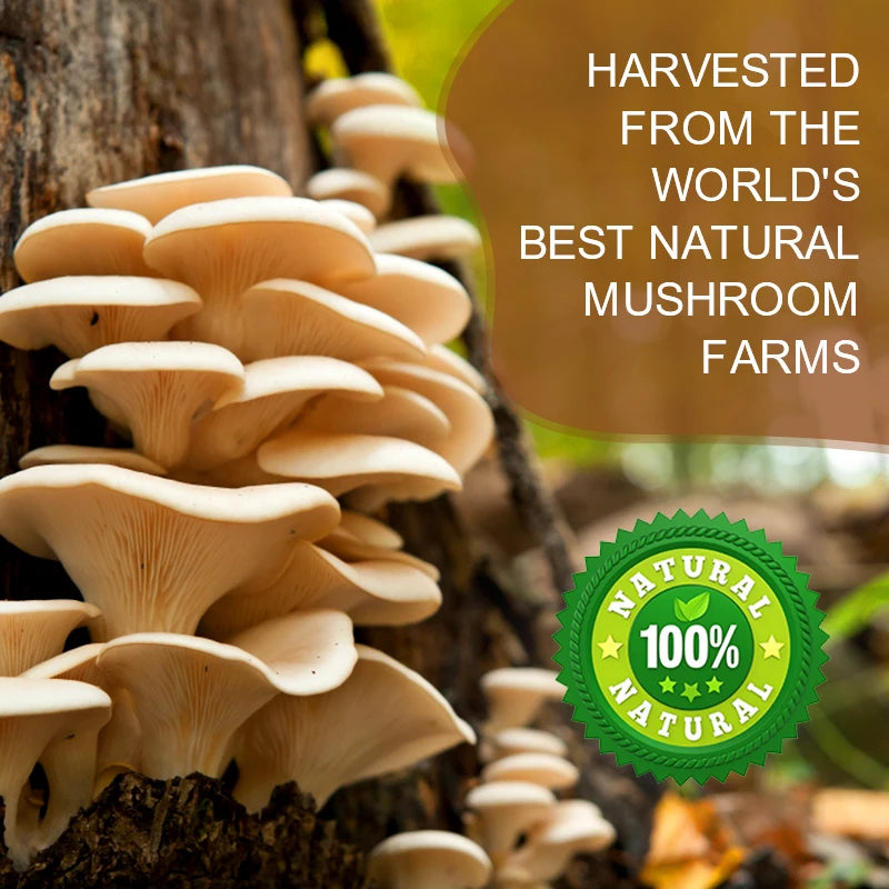 Mushroom Coffee Powder