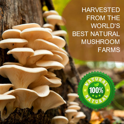 Mushroom Coffee Powder
